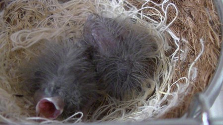 kijk mijn bekje mooi open 